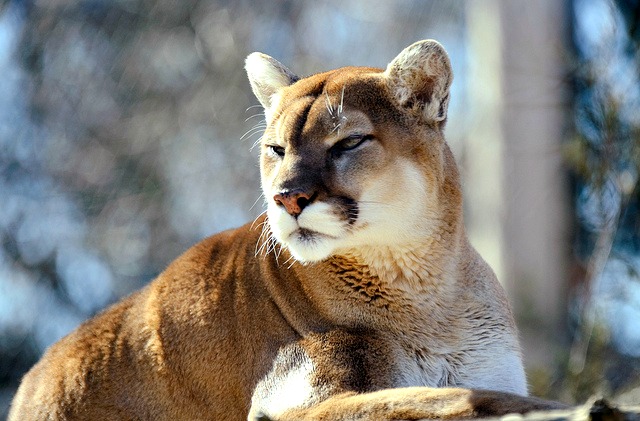 Cougar