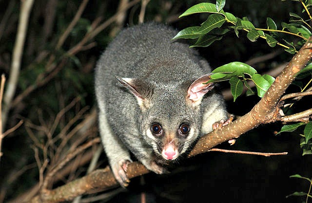 Creating_habitat_for_wildlife_such_as_the_Brushtail_possum