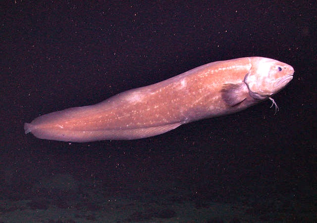 Cusk Eel_Spectrunculus_grandis
