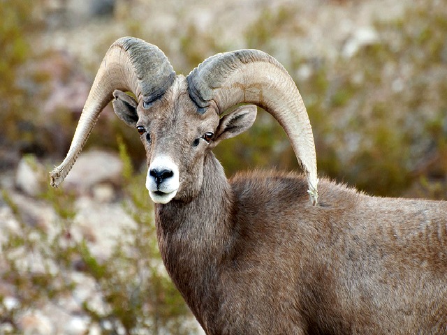 Desert Bighorn Sheep