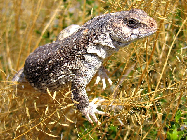 (Dipsosaurus dorsalis) Desert iguana