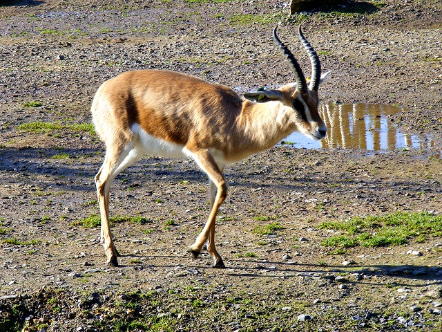 Dorcas_gazelle