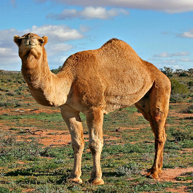 Dromedary_Camel_Profile