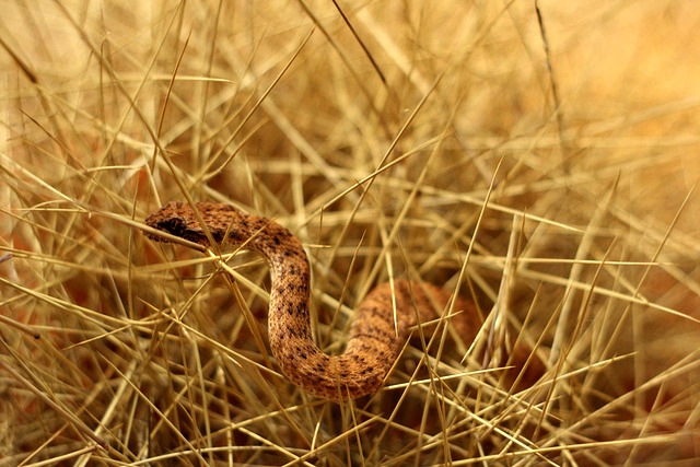 Eastern Brown Snake