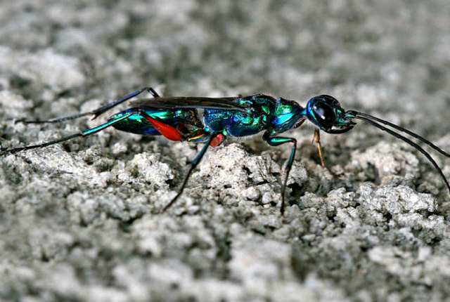 Emerald_Cockroach_Wasp_Ampulex_compressa