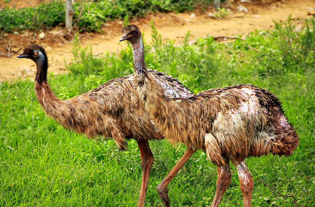 Emu_Bird