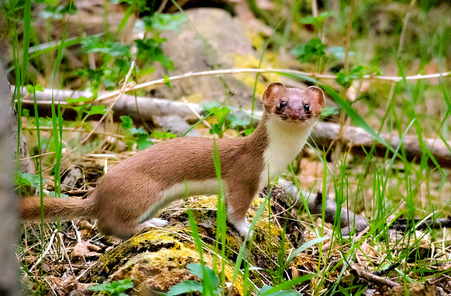 Ermine_Stoat