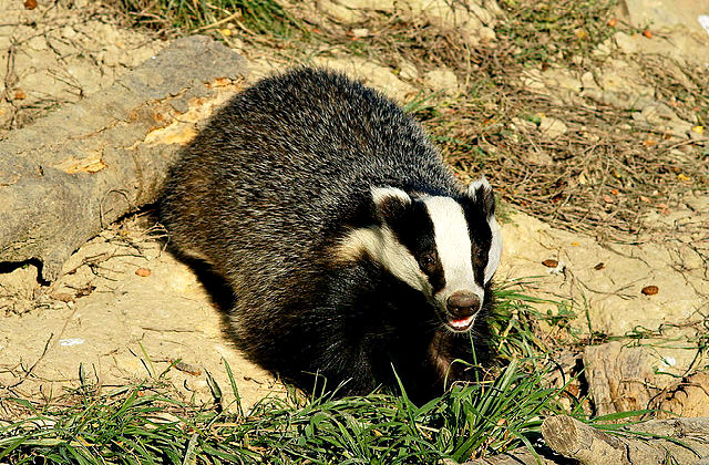 European_badger