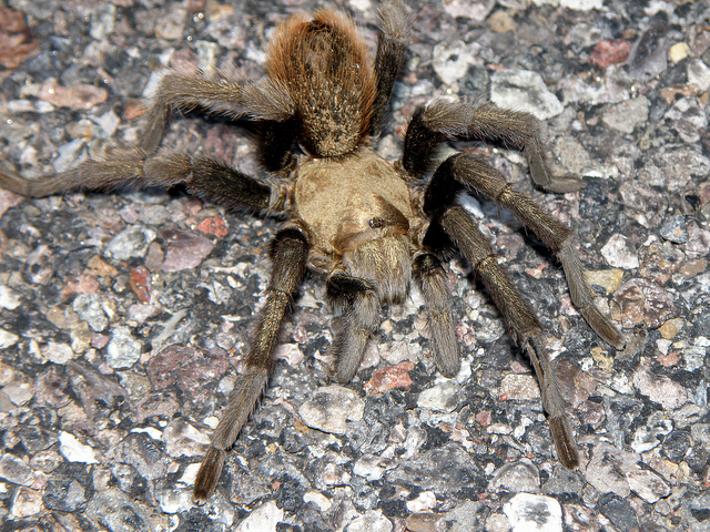 Female Blond Tarantula
