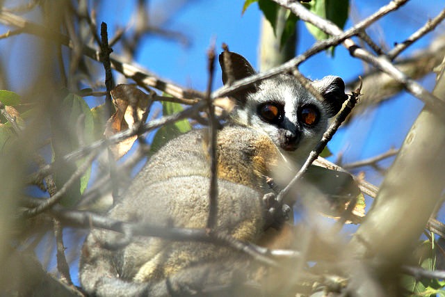 Galago sp