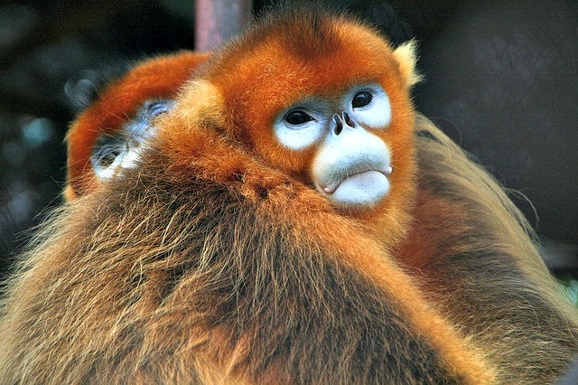 Golden snub-nosed monkey