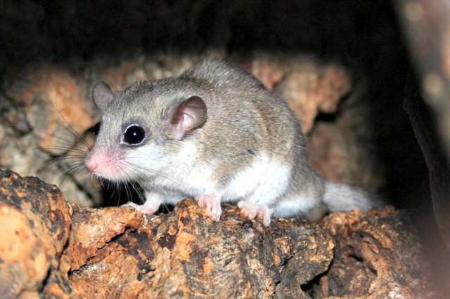 Graphiurus_spec_murinus