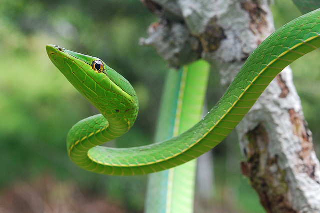 Green vine snake, Yasuni