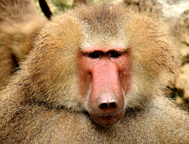 Hamadryas baboon (Papio hamadryas)