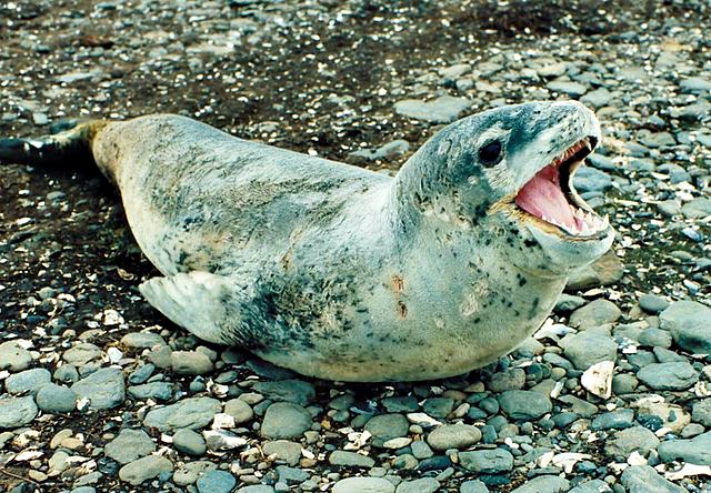 Hydrurga_leptonyx_Leopard_seal