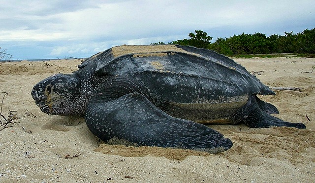 Leatherback_sea_turtle