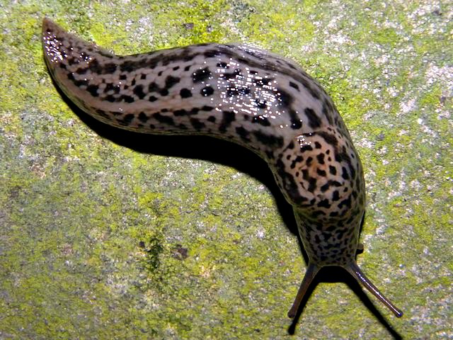 Leopard_Slug_Limax_maximus