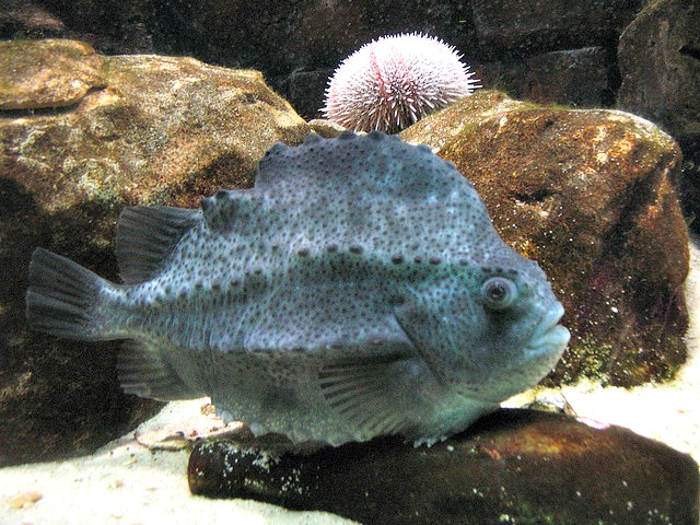 Lumpsucker_or_lumpfish