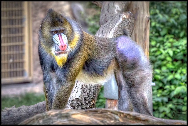 Mandrill