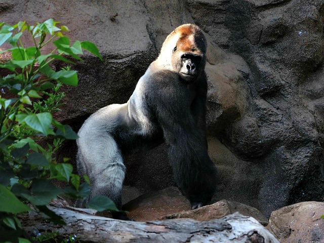 Mountain_Gorilla