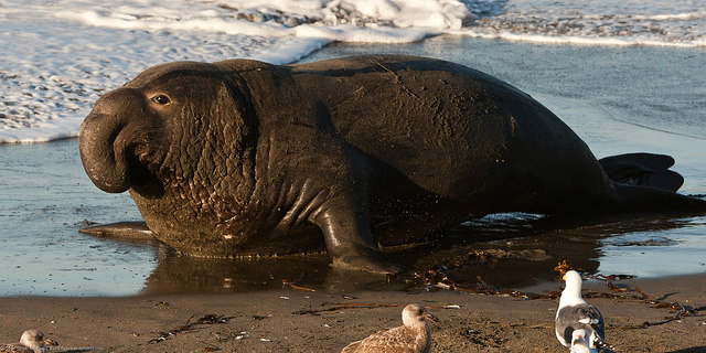 Northern_Elephant_Seal_M._angustirostris