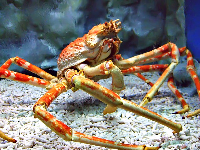 Spider_crab_at_manila_ocean_park