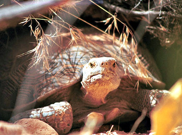 Threatened desert tortoise (Gopherus agassizii)