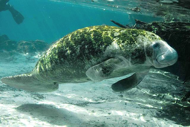 Trichechus_manatus_latirostris_manatee