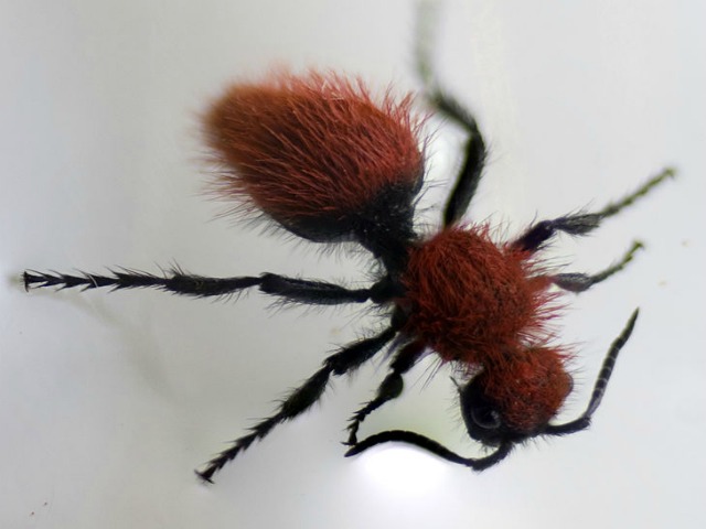 Velvet_Ant