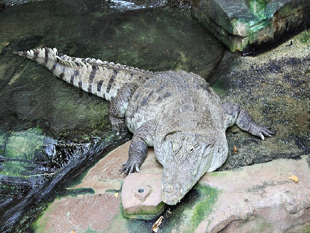 West_African_crocodile_Desert_crocodile