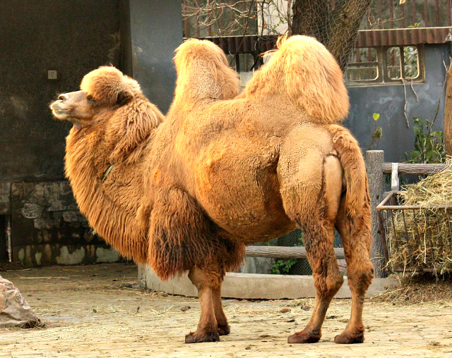 bactrian camel