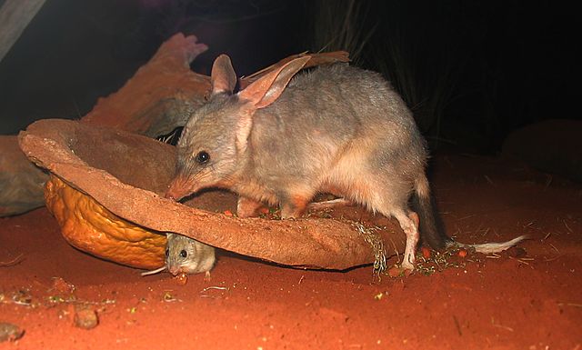 bilby (Macrotis lagotis)