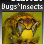 25 Gruesome MiniBeasts!