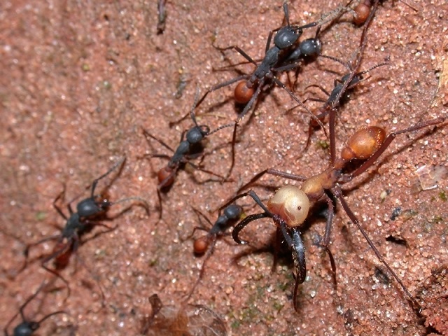eciton burchellii army ants