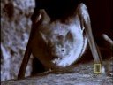 vampire bat