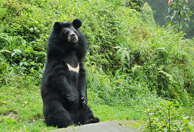 Himalayan bear