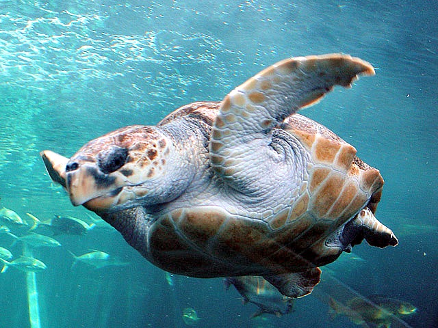 Loggerhead_Turtle