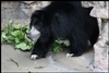 Sloth Bears