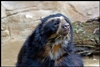 Spectacled Bear