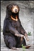 Sun Bears