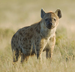 Spotted Hyena