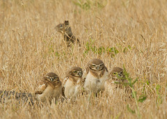 A family of burrowing owls by Annette Herz