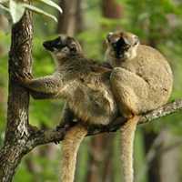 Lemurs