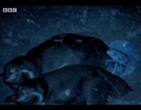 penguin chicks vs vampire bats