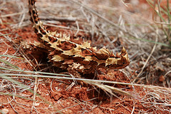 thorny devil by SouthernAnts