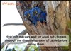 Hyacinth macaws