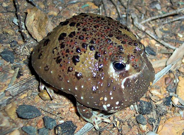 Male Crucifix toad.