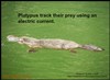 Platypus track their prey using electric current.
