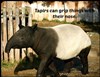 tapir