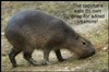capybara